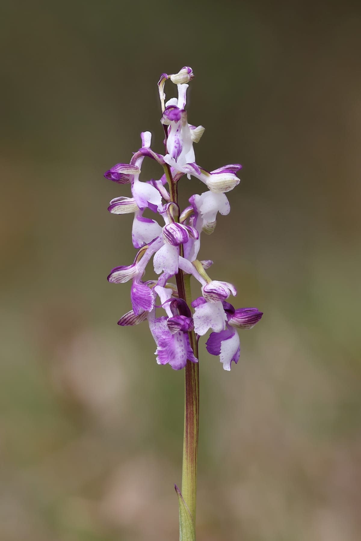 Éxposition "les orchidées sauvages" — Saulgé
