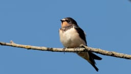 Les oiseaux du bâti — Châtellerault