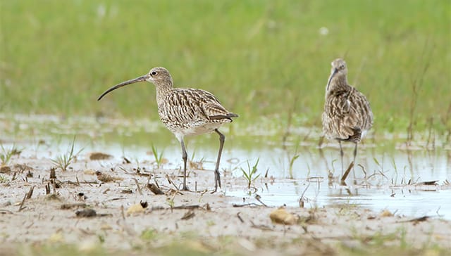 Les oiseaux du domaine du Léché — Saulgé
