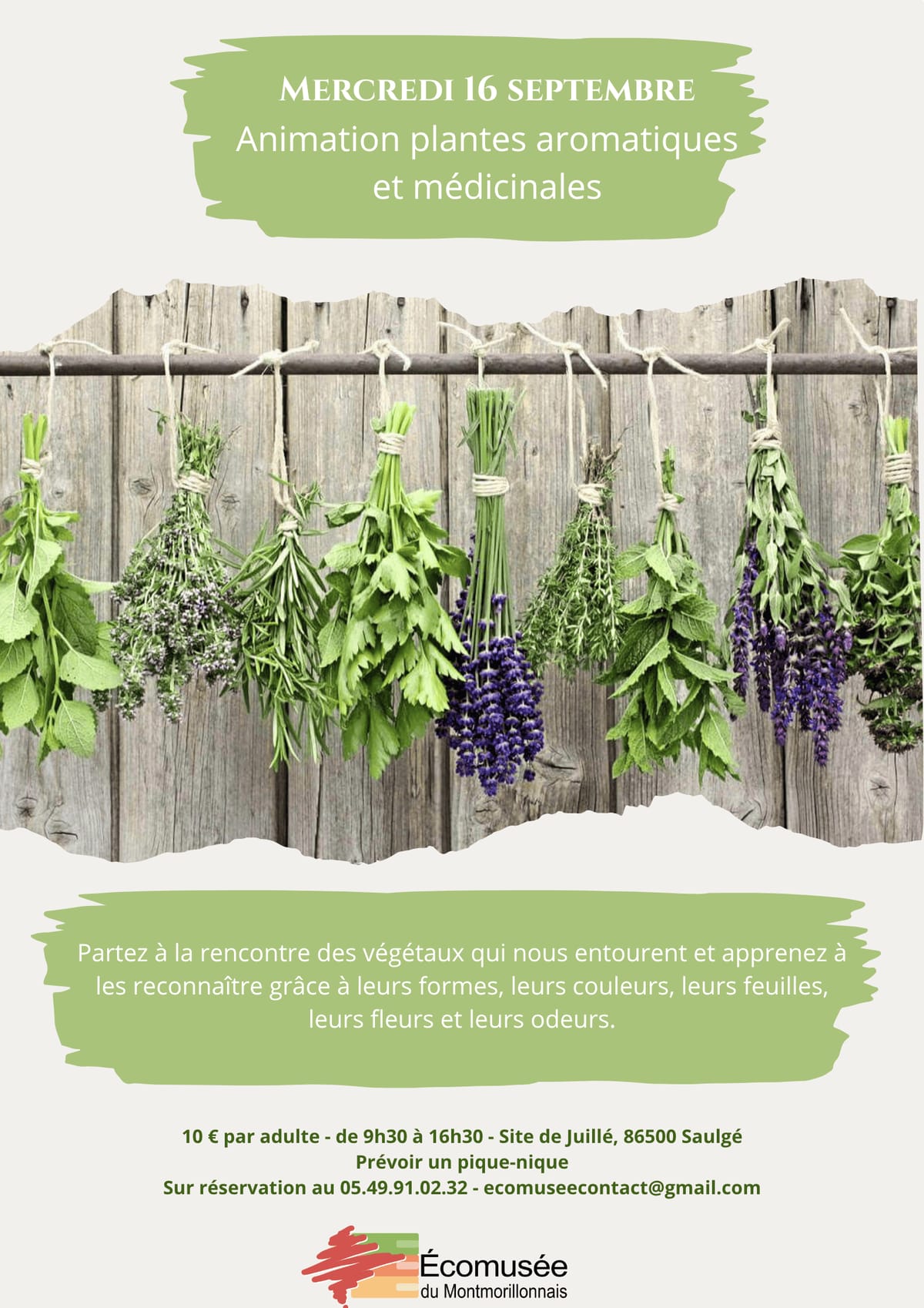 plantes aromatique et médicinales — Saulgé