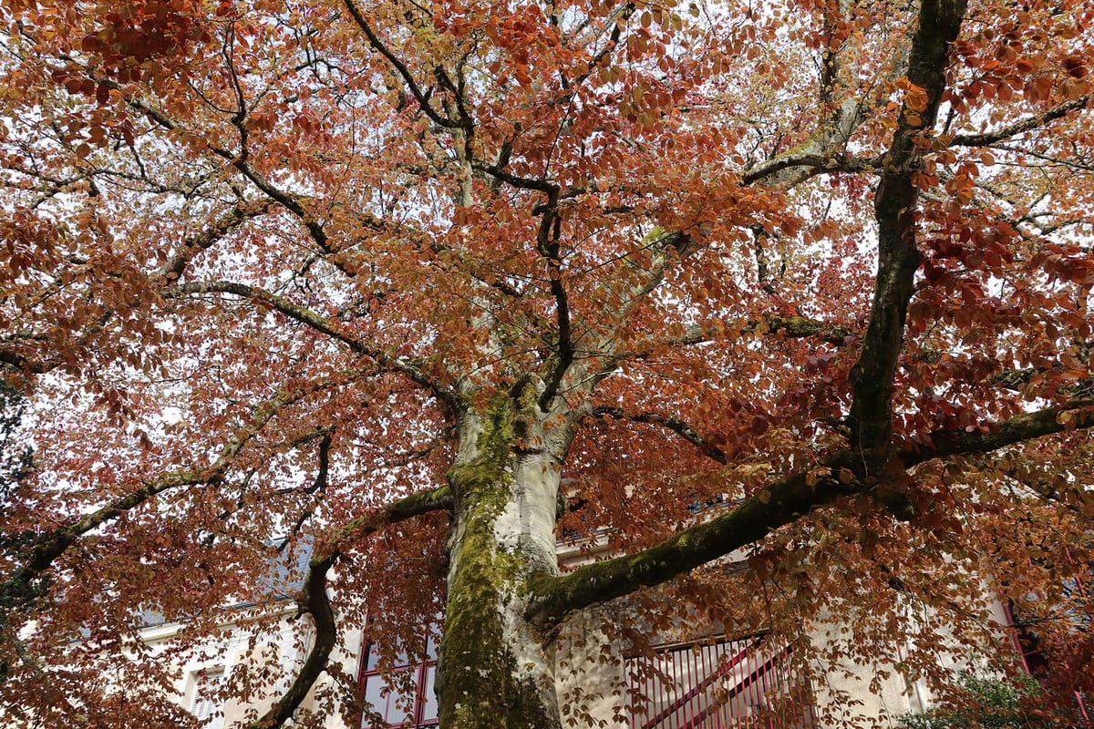 Découverte des arbres remarquables — Saint-Benoît