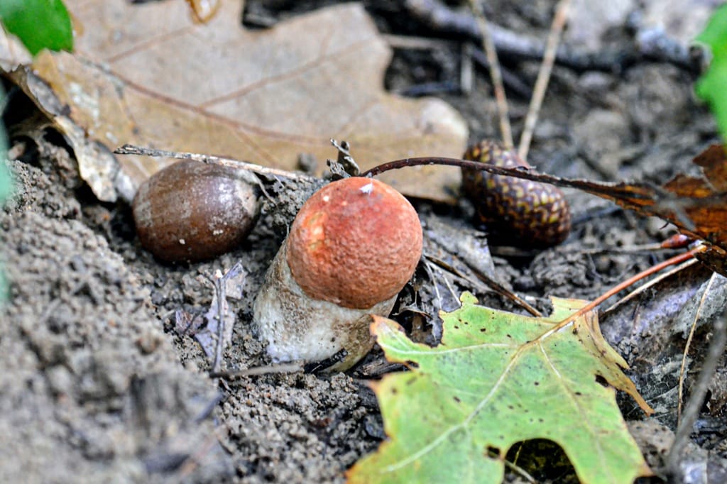 Champignons comestibles ou vénéneux — Saulgé