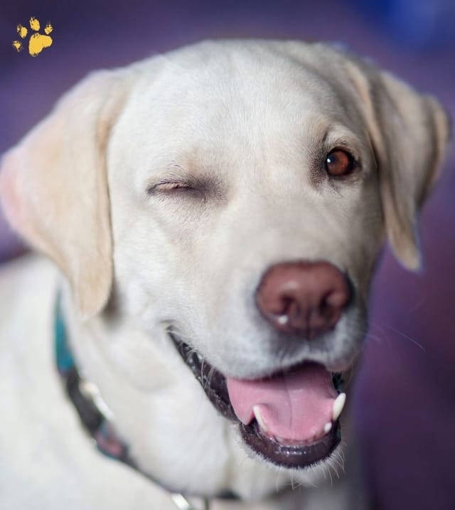 Médiation canine — Nieuil L'espoir
