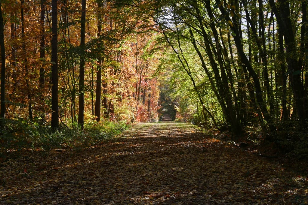 Balade "Les Bois de l'Hospice"' — Saulgé