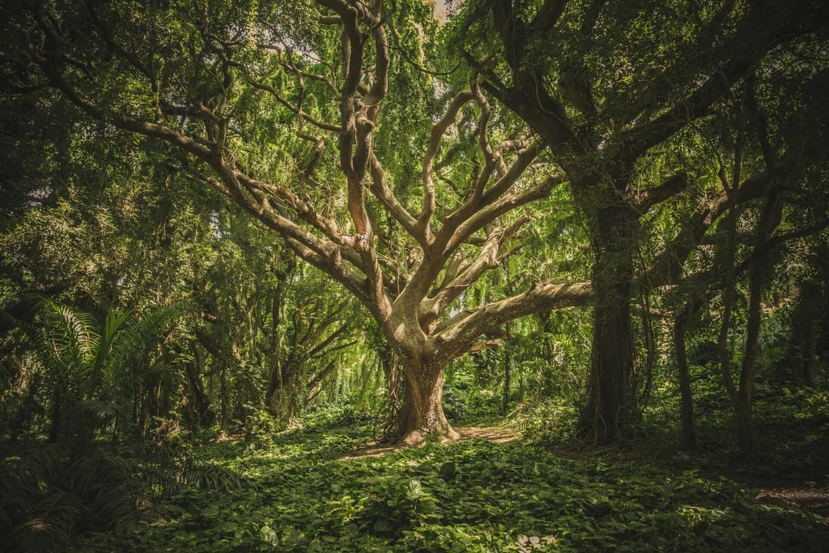 Lecture musicale « Forêt(s) » — Nieuil L'espoir
